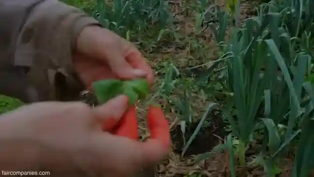 sustainable-living-in-a-rainforest-off-grid-community-tour