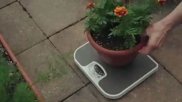 expert-tips-for-small-space-gardening-maximizing-harvest-in-limited-areas