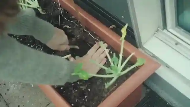 expert-tips-for-small-space-gardening-maximizing-harvest-in-limited-areas