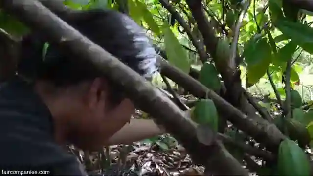 sustainable-living-in-hawaii-from-farm-to-chocolate